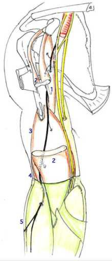 Cours anatomie 1ere année medecine: Nerf médian et musculocutané 37 Cours-gratuit-sillon bicipital lateral
