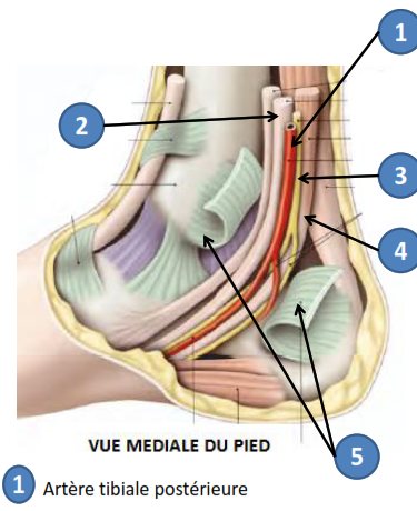Cours anatomie 1ere année medecine : Artères dorsales de la jambe artères du pied 11 Cours-gratuit-sillon retro malleolaire medial