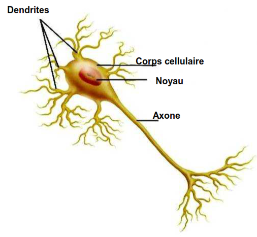 structure neurone
