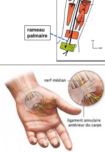 Cours anatomie 1ere année medecine: Nerf médian et musculocutané 32 Cours-gratuit-syndrome du canal carpien
