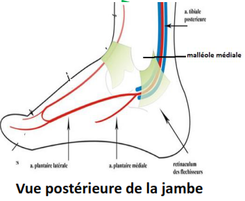 Cours anatomie 1ere année medecine : Artères dorsales de la jambe artères du pied 3 Cours-gratuit-trajet Vue posterieure de la jambe