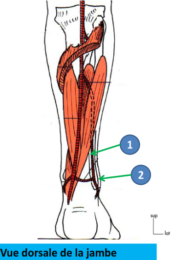 Cours anatomie 1ere année medecine : Artères dorsales de la jambe artères du pied 17 Cours-gratuit-trajet artere fibulaire