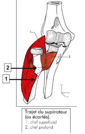 trajet du supinateur