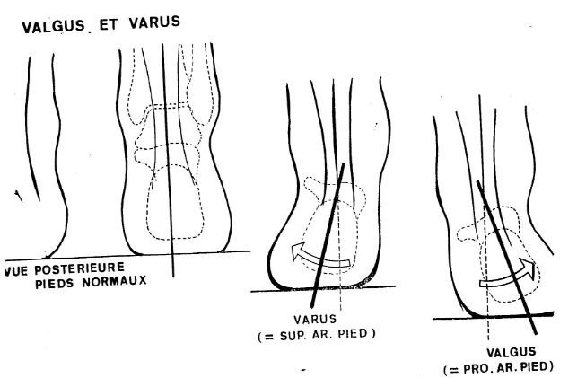 Cours anatomie 1ere année medecine : Articulation talo-crurale 33 Cours-gratuit-valgus et varus