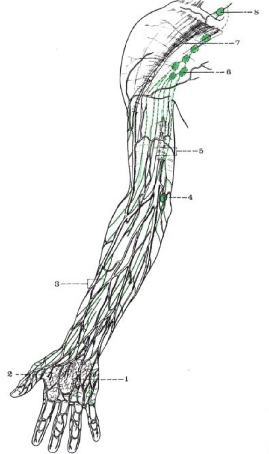 vascularisation lymphatique