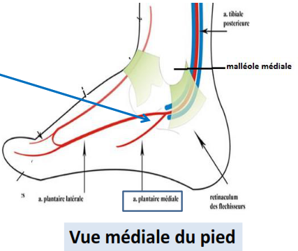 Cours anatomie 1ere année medecine : Artères dorsales de la jambe artères du pied 36 Cours-gratuit-vue mediale du pied canal calcaneen
