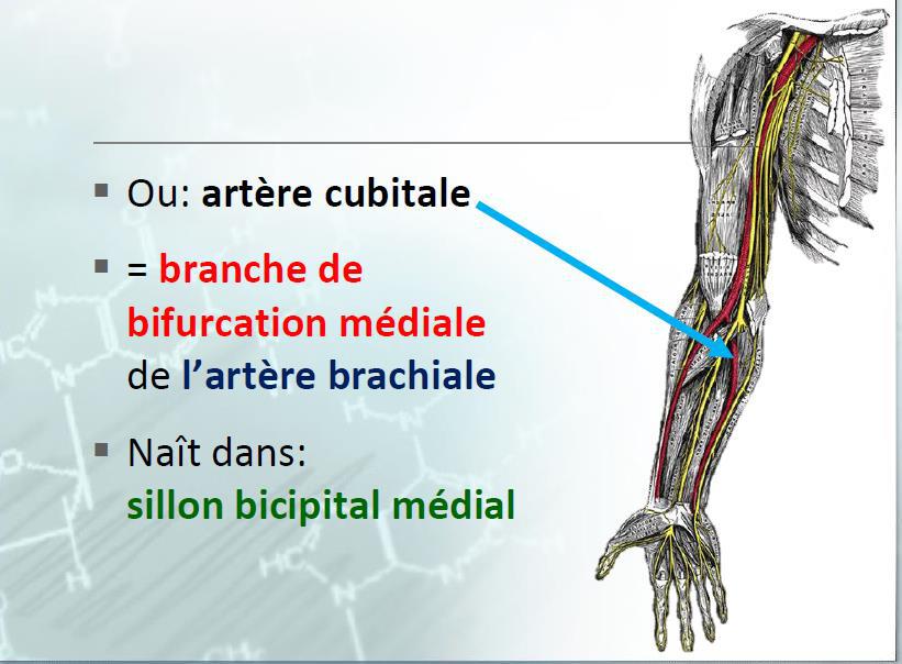Les Artères de l'avant-bras artere cubitale artere brachiale
