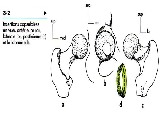 Articulation coxo-fémorale insertion capsulaire