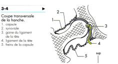 cours anatomie Articulation coxo-fémorale