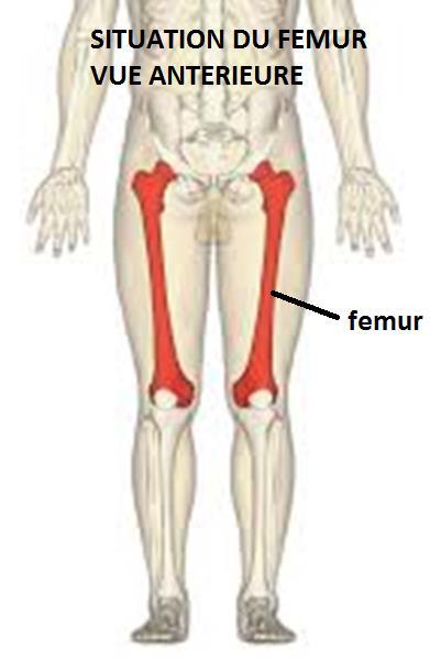 fémur