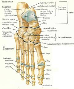 les articulations du pied