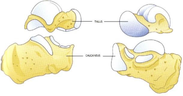 les articulations du pied talus 