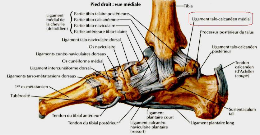 les articulations du pied vue mediale du pied