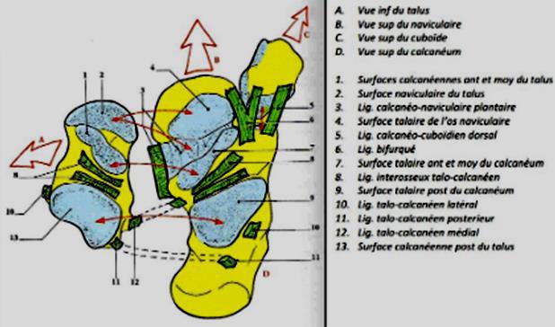 ligament calcanéo-cuboidien plantaire