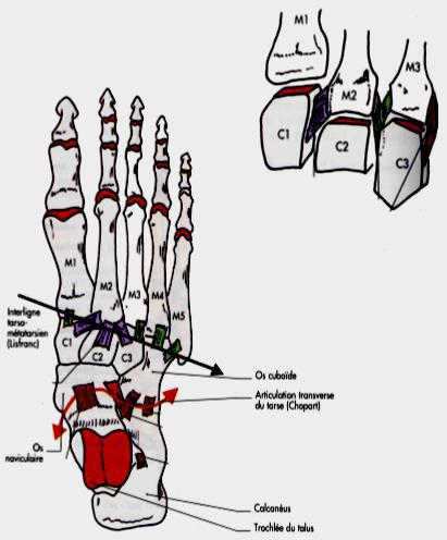 Système ligamentaire