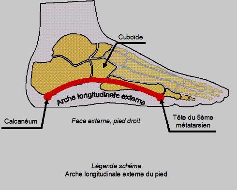 l’arche longitudinale externe ou latérale