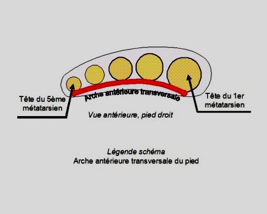 ARCHE ANTERIEURE TRANSVERSALE