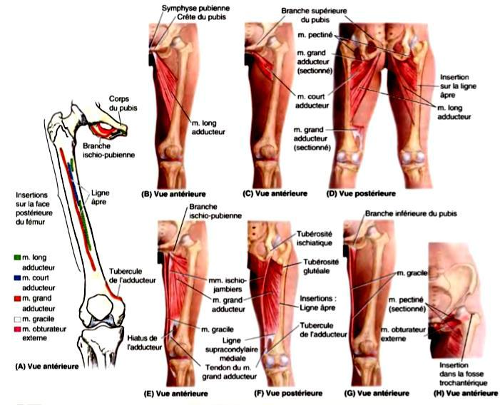 Muscles du membre pelvien region mediale de la cuisse