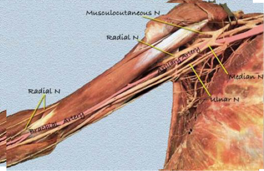 Cours Anatomie Humaine 1ere Année Medecine Artère Brachiale