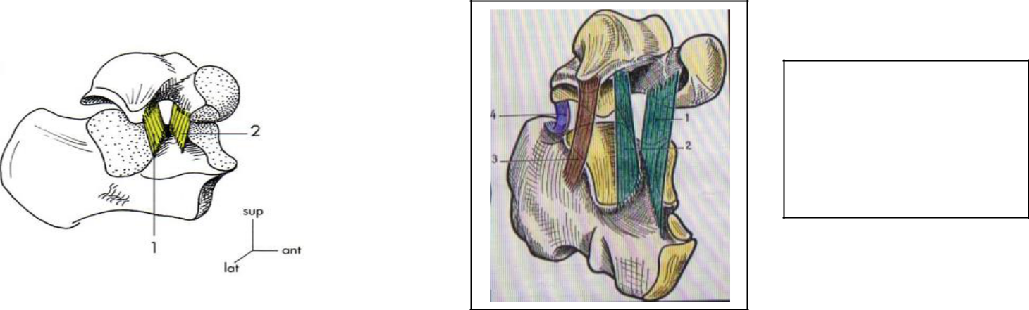 les articulations du pied ligament