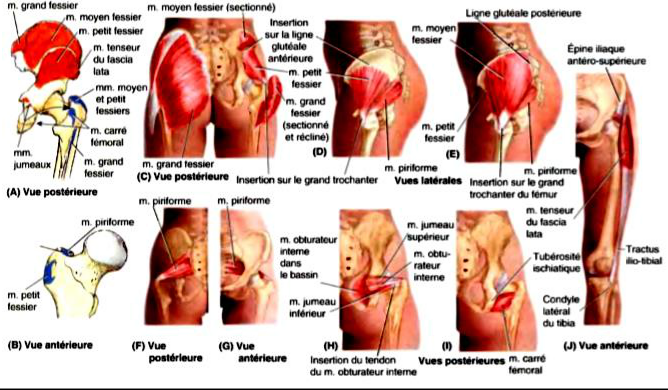 muscles du bassin Muscles du membre pelvien