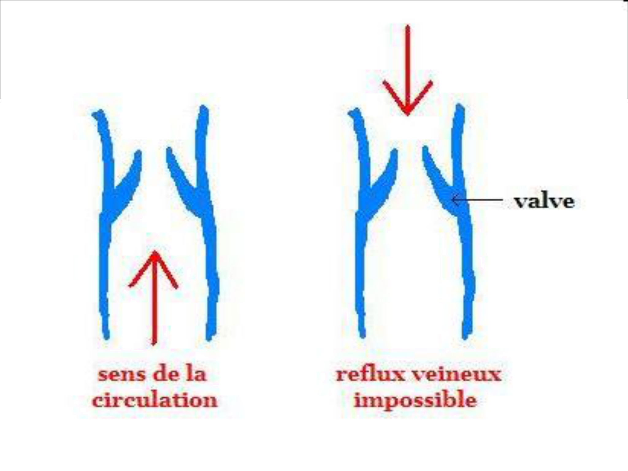 Cours anatomie 1ere année medecine Artères de la main