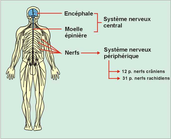 le système nerveux