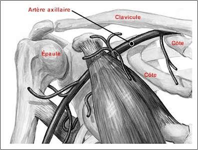 artère axillaire epaule