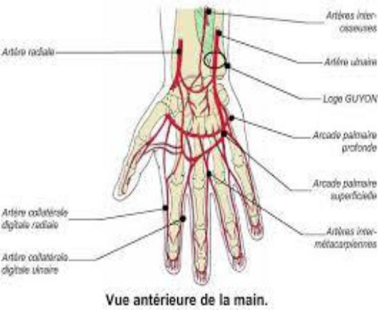  artères de la main 2