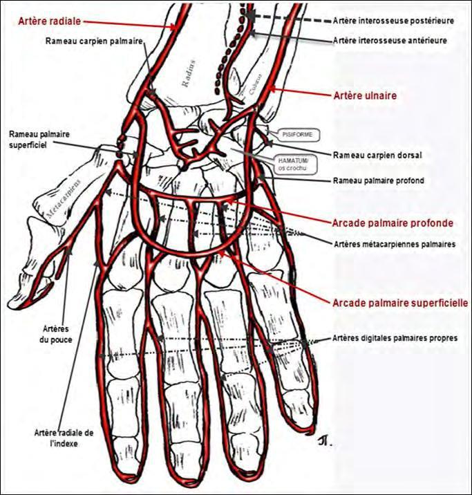 Cours anatomie 1ere année medecine Artères de la main Cours Gratuit et Livres