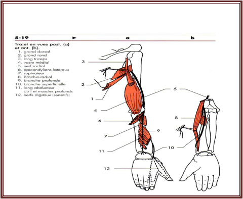 le Nerf radial anatomie De l’appareil locomoteur tome 2 Michel Dufour page 338