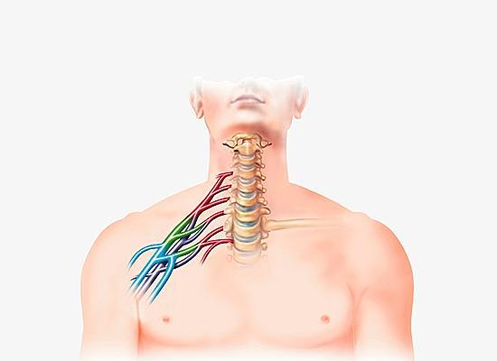 plexus brachial - Cours d'Anatomie