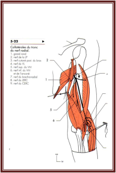 Nerf radial anatomie De l’appareil locomoteur tome 2 Michel Dufour page 340