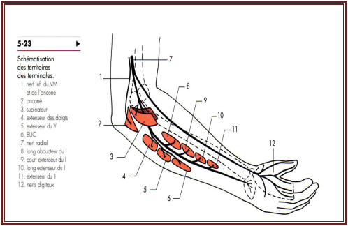 Nerf radial anatomieDe l’appareil locomoteur tome 2 Michel Dufour page 342