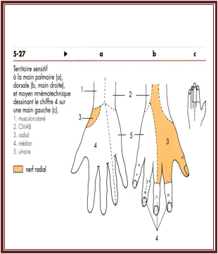le Nerf radial anatomie de l’appareil locomoteur tome 2 Michel Dufour page 345