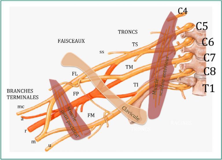 Plexus Brachial Cours Anatomie Gratuit 1 Année Medecine 1592