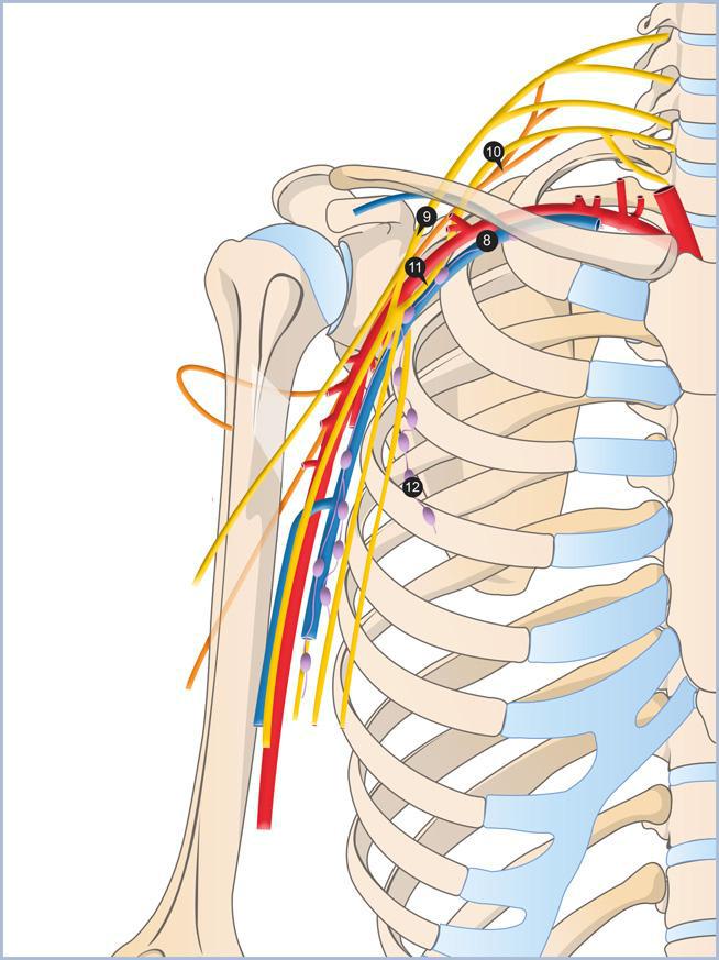 Comment Faire Sortir Ses Veines Du Bras PLEXUS BRACHIAL Cours anatomie gratuit 1 année medecine