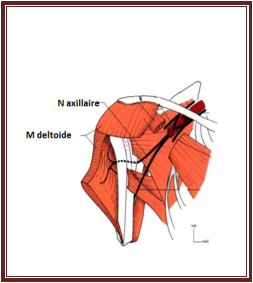 Schéma du trajet du N axillaire du cours nerf axillaire anatomie de l’appareil locomoteur tome 2