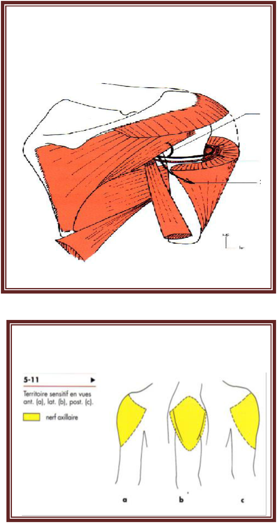 le nerf axillaire livre anatomie de l’appareil locomoteur schéma de la distribution collatérale 