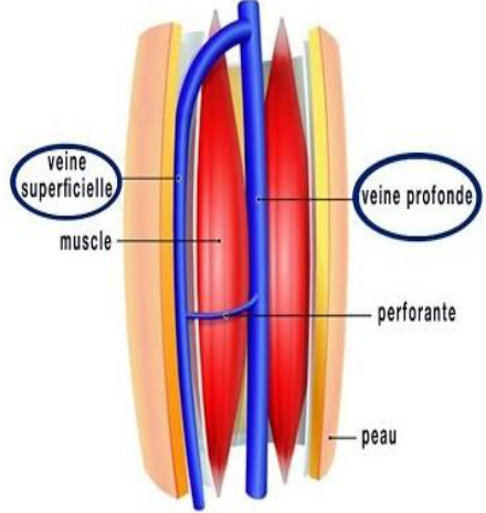 systèmes veineux, drainage lymphatique