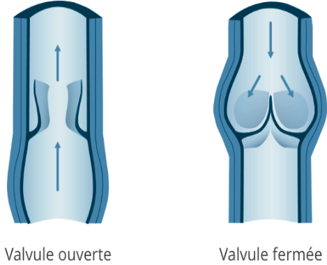 valvule drainage lymphatique