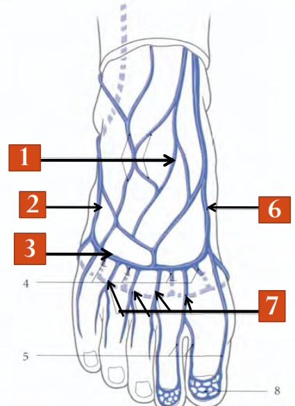 Le réseau veineux dorsal