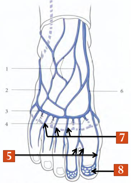 LES VEINES SUPERFICIELLES DU PIED-drainage 