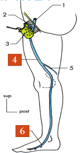 La grande veine saphène