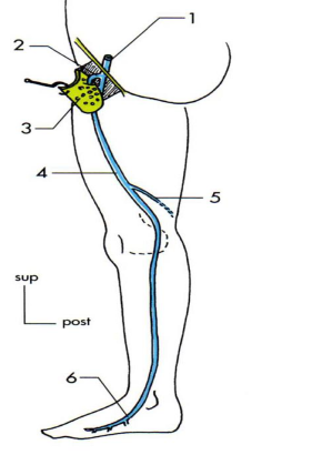Les anastomoses