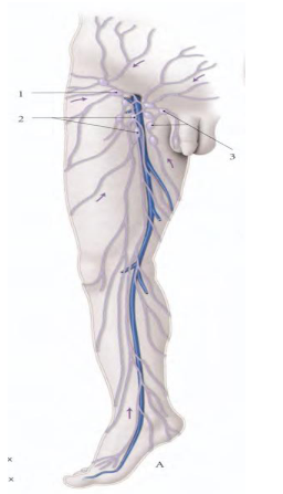 Le reseau lymphatique plantaire