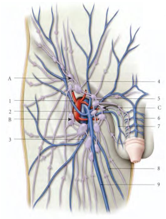 anatomie Les lymphonoeuds inguinaux superficiels