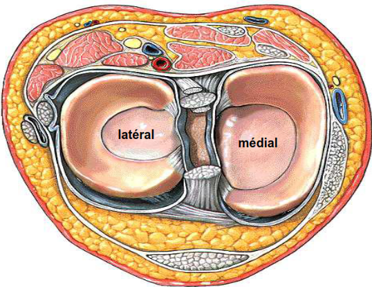 Les menisques fibrocartilage-anatomie du genou