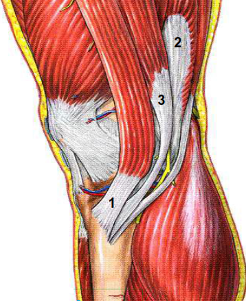 Les muscles de la patte d oie