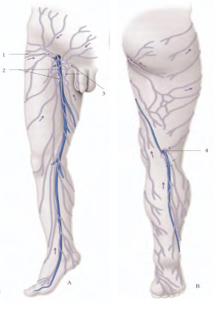 Les vaisseaux lymphatiques de la jambe et de la cuisse